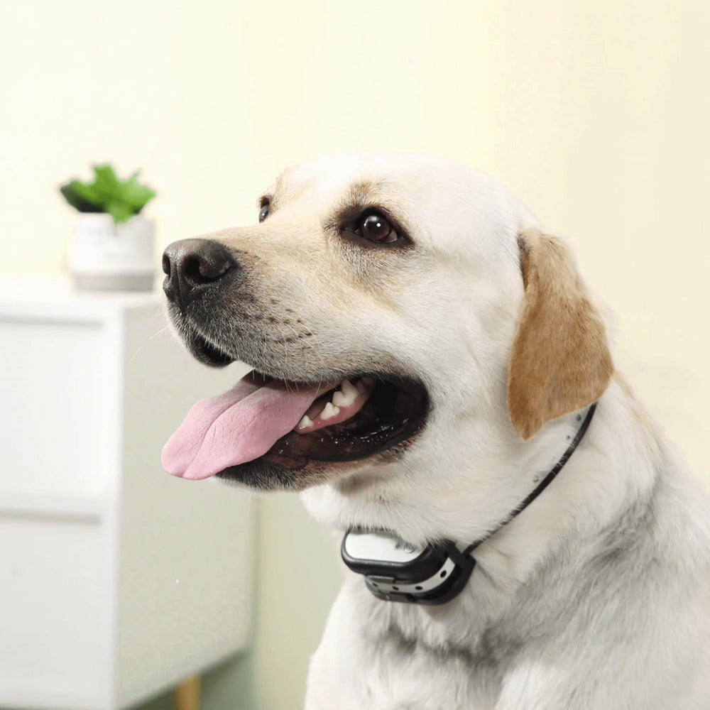 Clôture Électronique Sans Fil et Collier de Dressage pour Chien